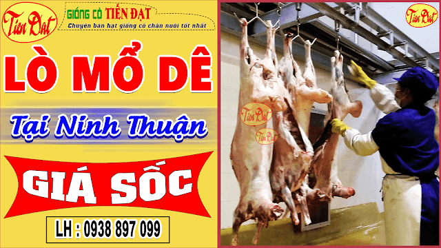 Lò mổ thịt dê Ninh Thuận cao cấp giá rẻ