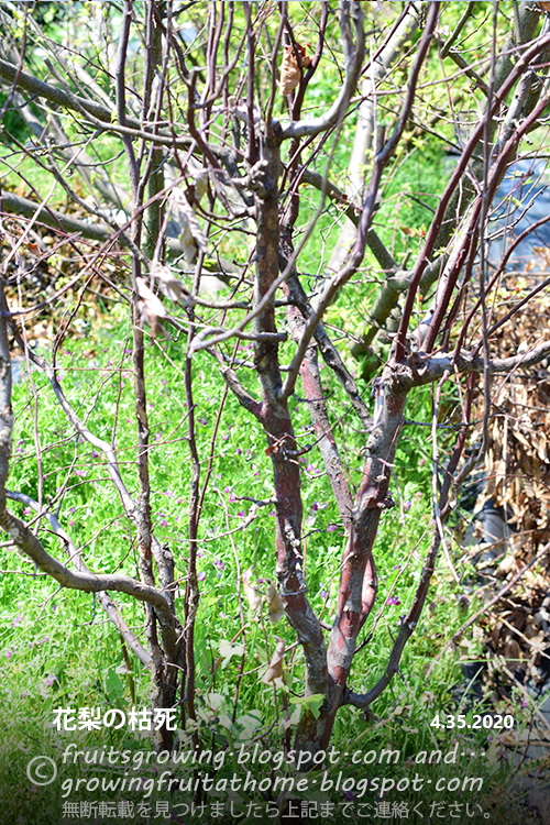 カリンの木の栽培記録 有機 無農薬栽培 15年 年最新版 花梨が枯死しました