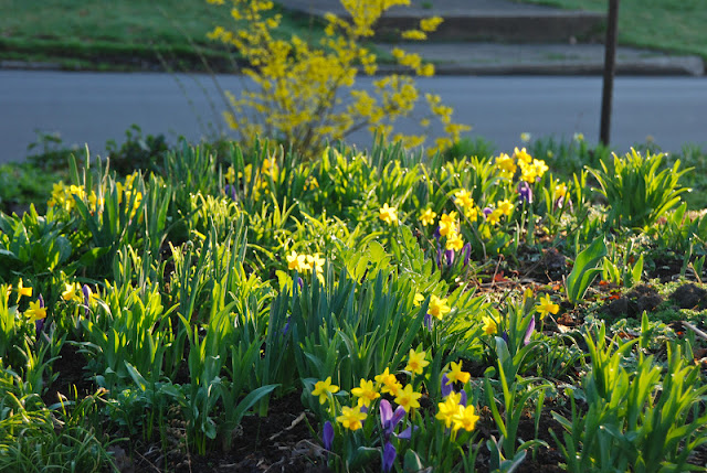 Morning sunlight through Narcissus 'Tete-a-tete' and Crocus 'Grand Maitre' in Cherry Corner... echoing again with the yellow forsythia in the Front Woodland. 