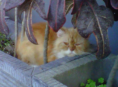 +Gambar foto kucing persia lucu sedang santai dibawah pohon