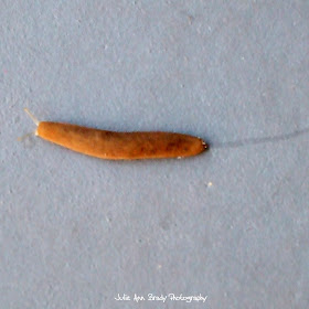 Florida Leatherleaf Slug