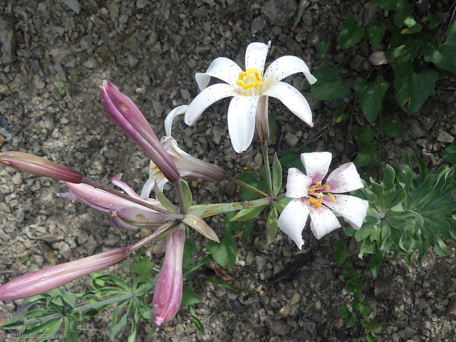 37: lilies