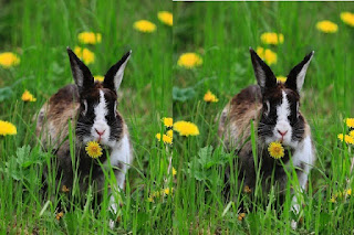 gambar kelinci American sable