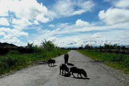 Hati-Hati Bawa Kendaraan di Papua, Tabrak Babi Bisa Denda Puluhan Juta