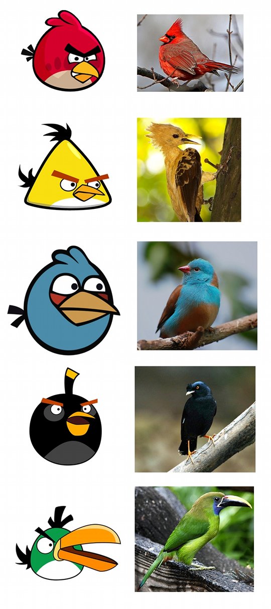 angry bird, angry bird nyata, burung terlucu