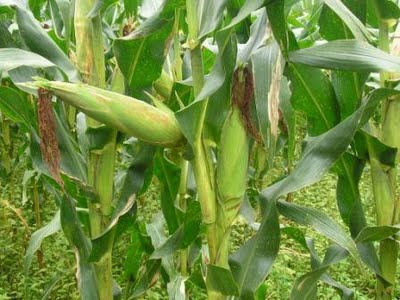  GAMBAR  TANAMAN JAGUNG  Tips Petani 