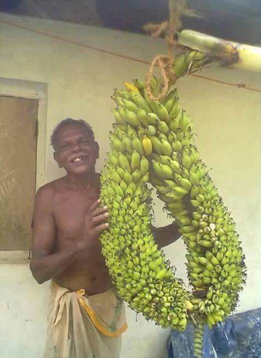 Two Banana in One Tree in Kerala 