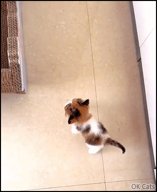 Cute Kitten GIF • Small kitten can't jump into big cardboard box. Please help her [ok-cats.com]