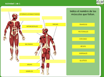 http://primerodecarlos.com/CUARTO_PRIMARIA/enero/Unidad7/actividades/naturales/natura6_musculos.swf