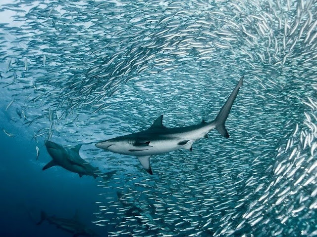 fotografías submarinas de tiburones y delfines