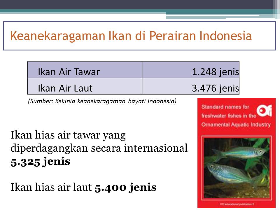 KOMUNITAS PENYULUH PERIKANAN: SOSIALISASI PERIKANAN: Potensi Ikan Hias Aceh