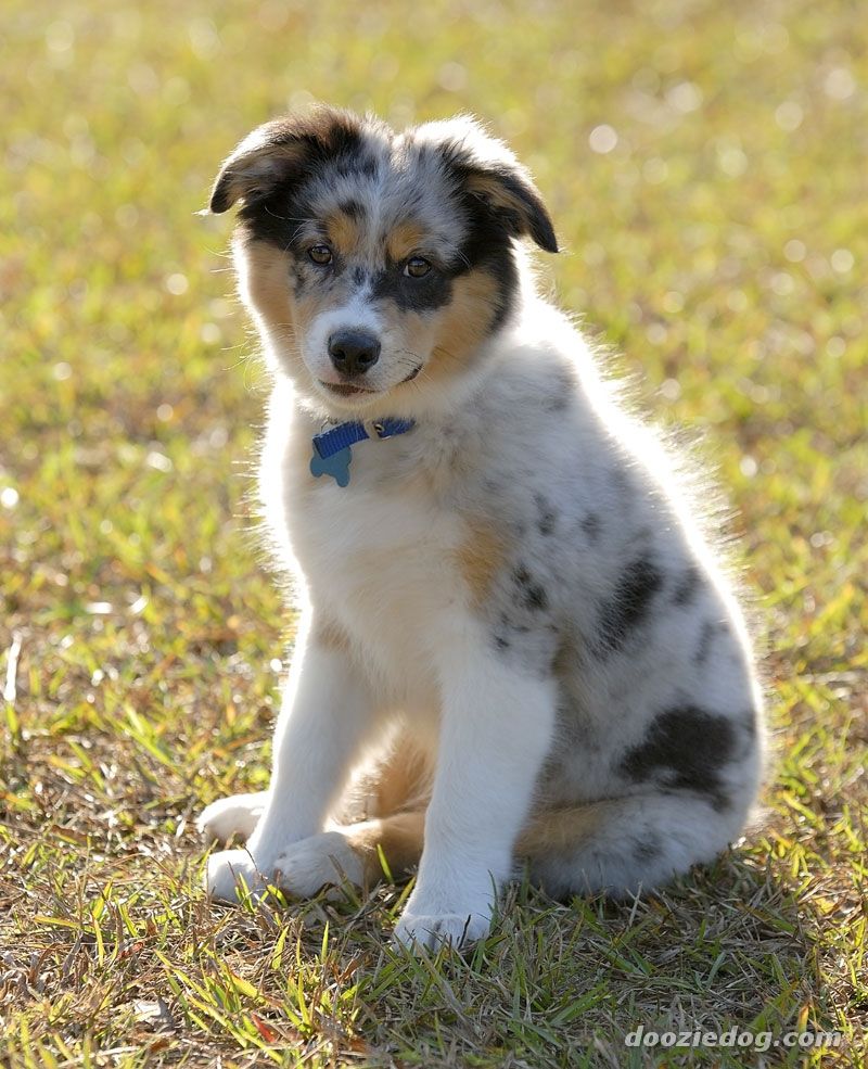 Cute Dogs: Australian shepherd dog