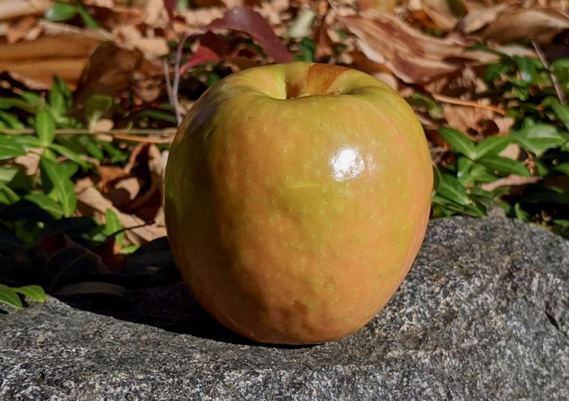 Curiously colored apple, glossy, pastel orange, pink, and green.