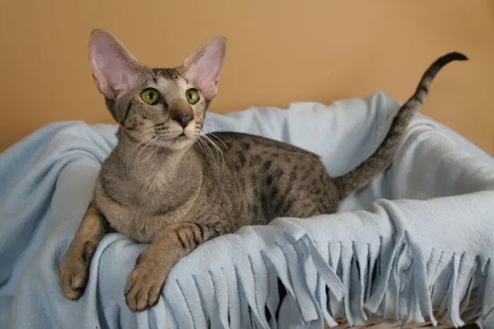 A Complete Guide to Oriental Shorthair Cat Breeds