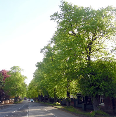 An avenue of mature trees beside the A18 in Brigg - May 2022