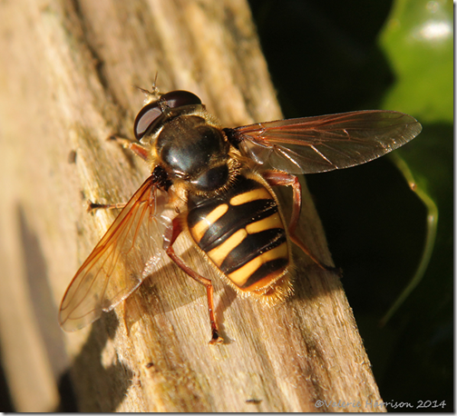 Sericomyia-silentis-1