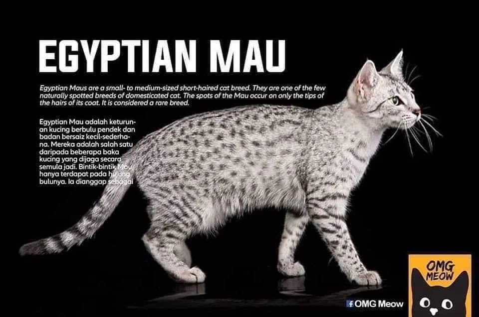 jenis kucing egyptian Mau jenis jenis kucing