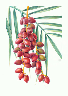 'Fresh dates, Phoenix dactylifera'  by Shevaun Doherty