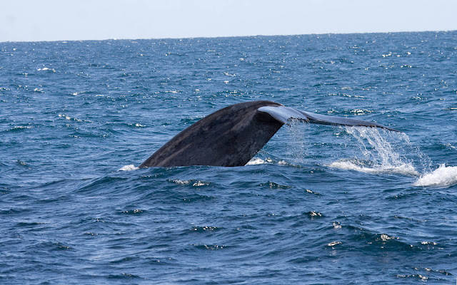Blue Whale off San Diego