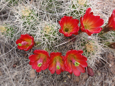 Claret Cup Cactus