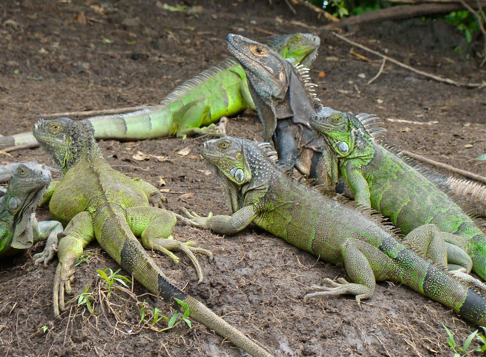 iguana papua