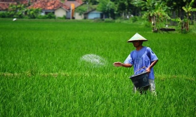 Cara Pemupukan Padi Ciherang Merk Janger