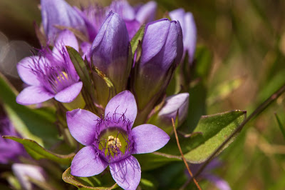 [Gentianaceae] Gentianella sp.