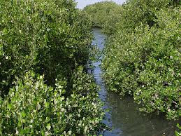 Pengelolaan Hutan Mangrove