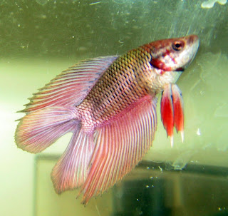 12 Type Of Betta Fish By Tail Types - Double Tail