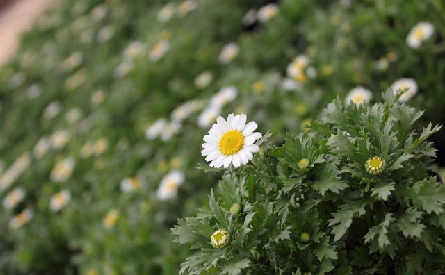 Creeping Daisy Flowers Pictures