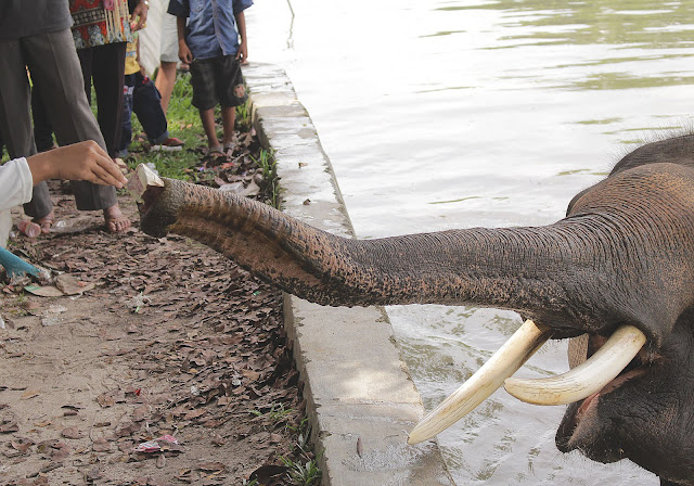 Pusat Pelatihan Gajah Way Kambas