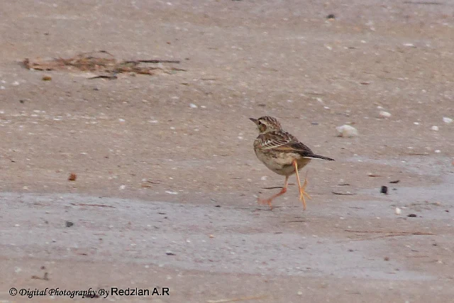 Paddy Pipit