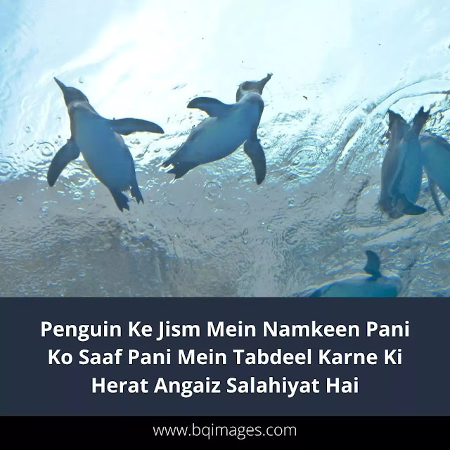 Amazing Facts About Penguin