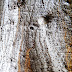 Tree bark with "ancient or futuristic" inscriptions