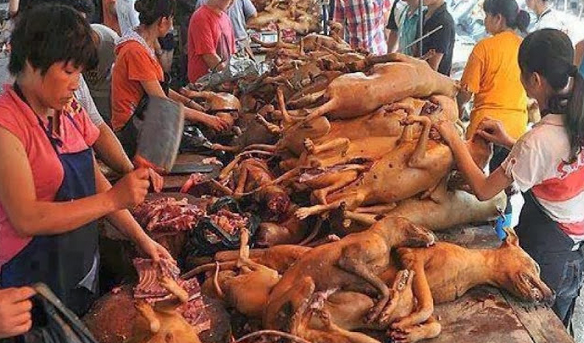 Negara Pemakan Daging Anjing di Dunia