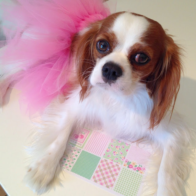 Cavalier King Charles Spaniel in pink tutu with planner stickers