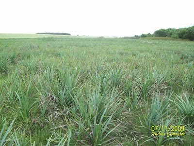 Caraguatá Eryngium pandanifolium