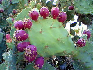 Nopal cactus, known as prickly pears