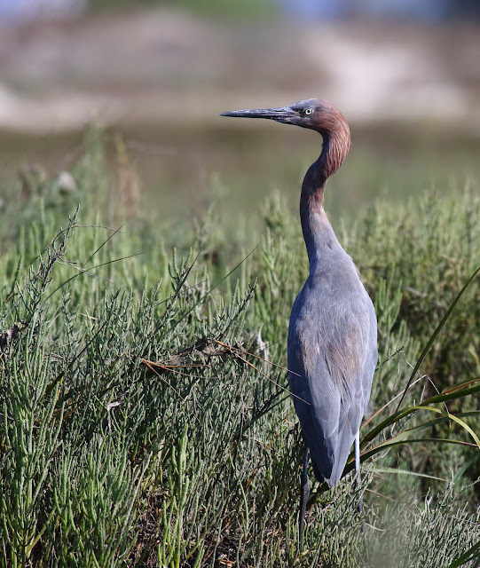 Reddish Egret