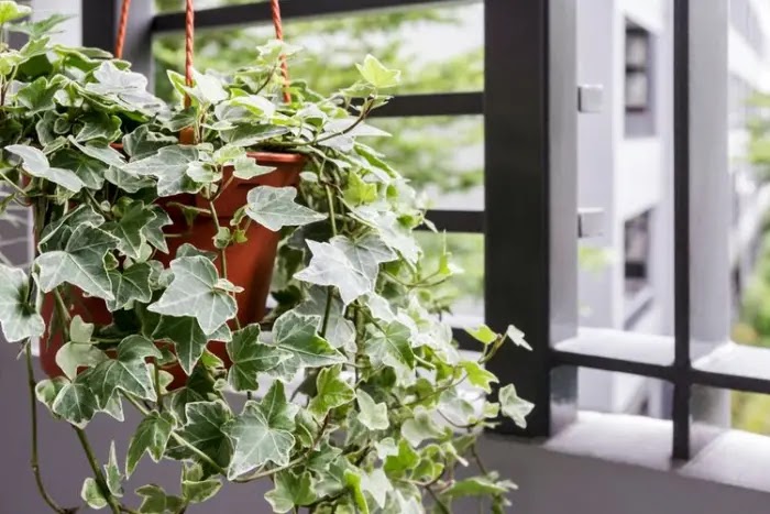 English Ivy adalah salah satu tanaman indoor penyaring udara
