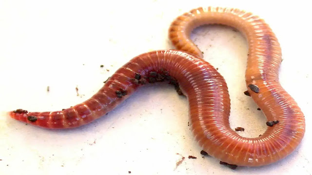 Earthworm