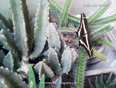 Mariposa posada sobre un cactus