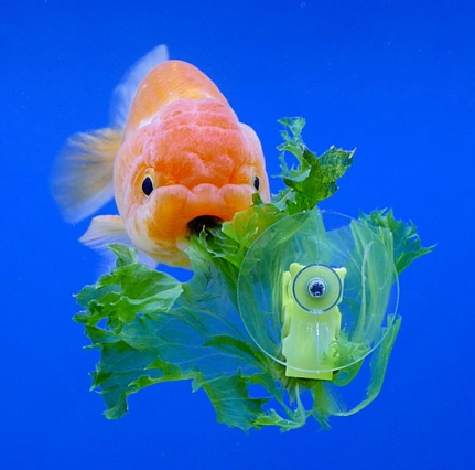 can fish eat lettuce