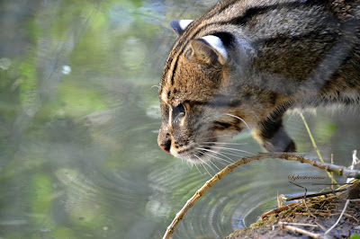 https://amazing-wild-animals.blogspot.com/2016/12/fishing-cat.html