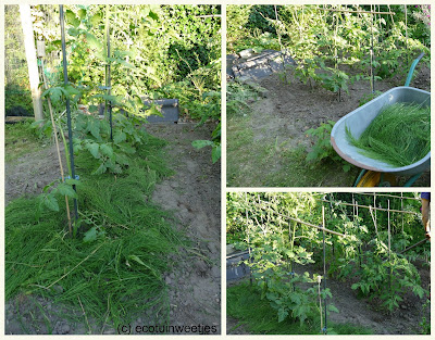 Heermoes mulch voor je tomatenplanten geeft sterkere tomaten