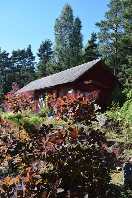 Ladugård, lada, rödbladig perukbuske, Cotinus coggygria