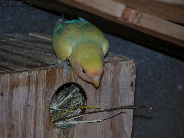 Lovebird Nest Box