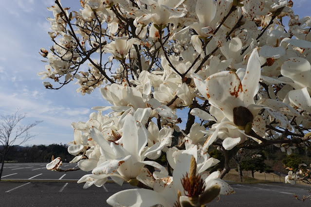 鳥取県西伯郡南部町鶴田 とっとり花回廊 駐車場 辛夷（コブシ）の花