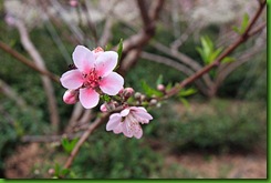clip_image007