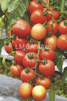 jal benih, tomat, tomat dataran tinggi, manfaat tomat, toko pertanian, toko online, lmga agro